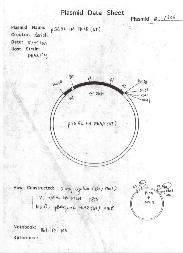 1306 pSG5L HA FKHR wt质粒图谱